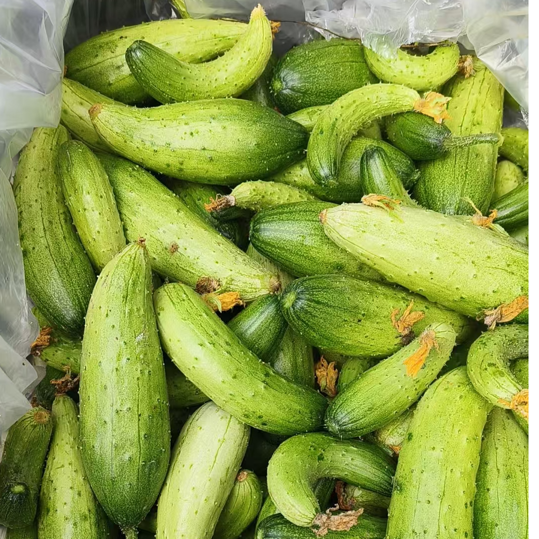 小旱黄瓜妞5斤包邮