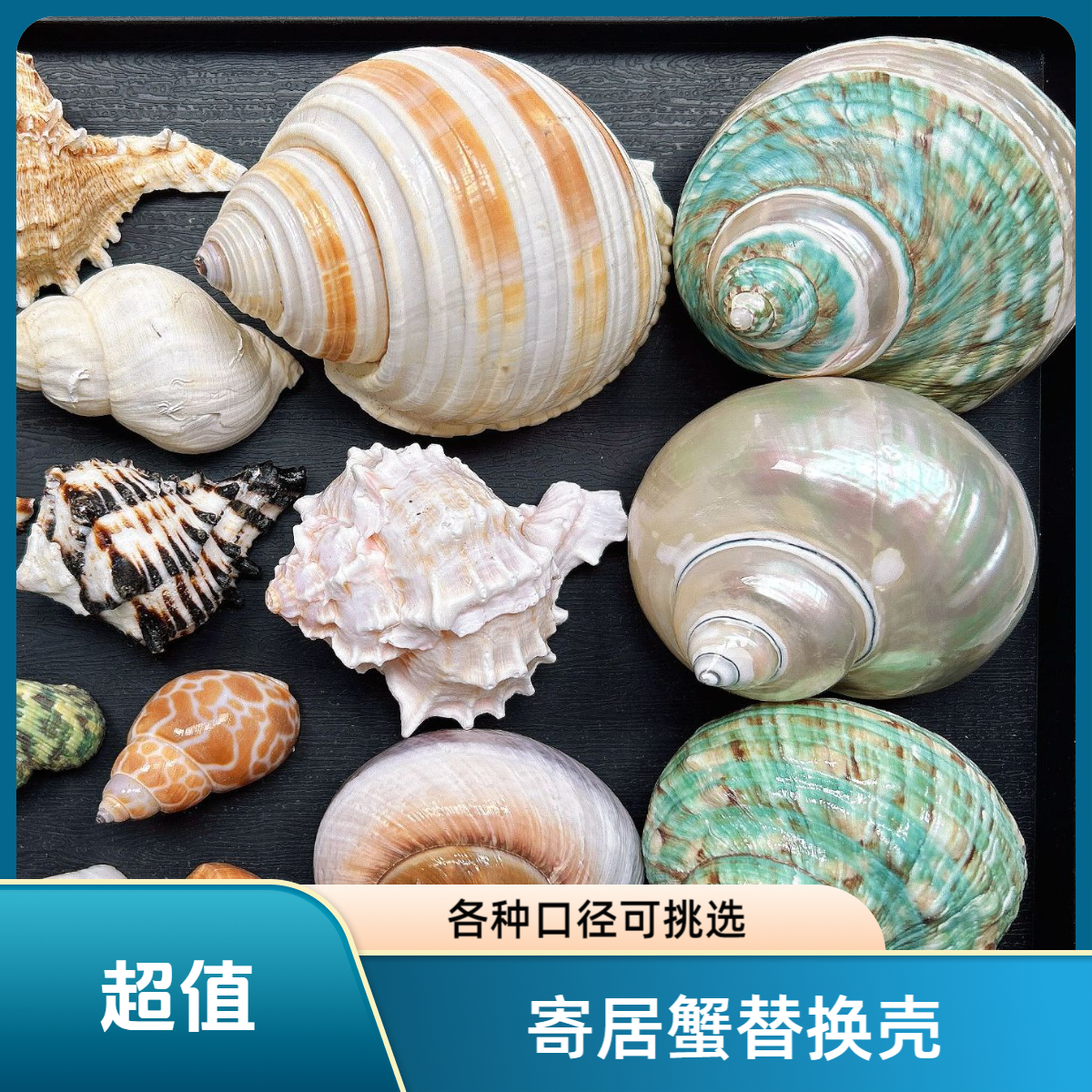 （寄居蟹替换壳）各种口径可挑选天然海螺家居摆件鱼缸造景