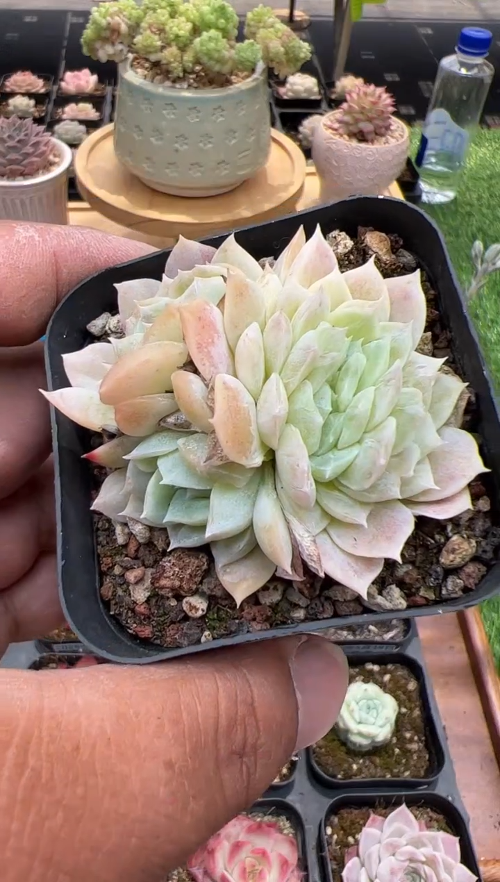 东云多肉园二店-109