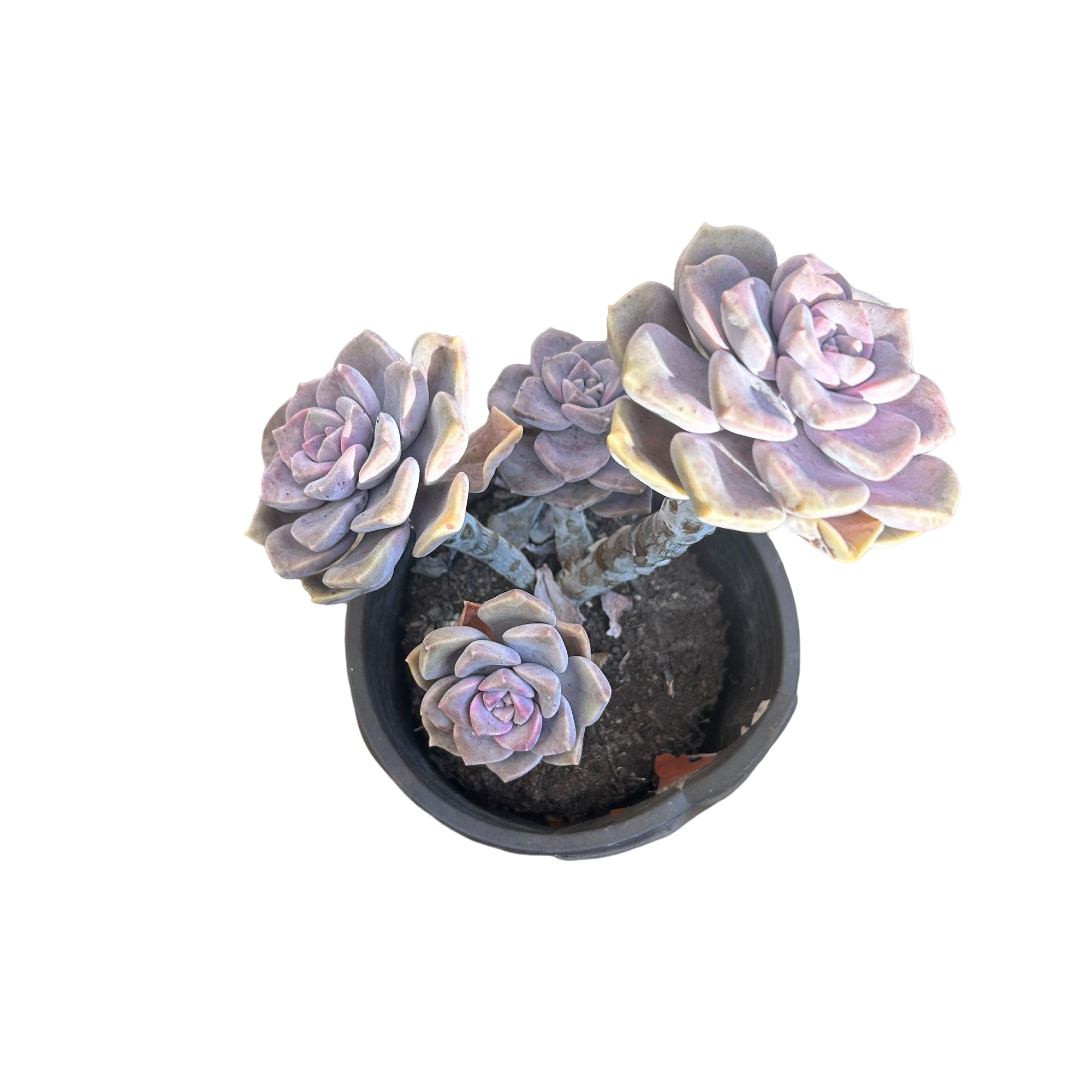 紫乐 多肉植物     （ 满15包邮 直播间展示为准)     