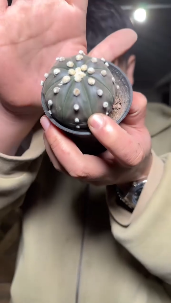 星兜【带盆土】品种不指定