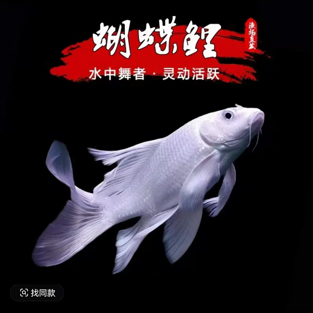 纯种蝴蝶锦鲤观赏鱼大鳍大尾冷水好养耐活包邮