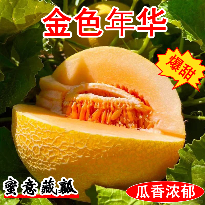 【顺丰次日达】新疆哈密瓜金色年华新鲜水果爆甜爆汁新疆维吾尔自治区