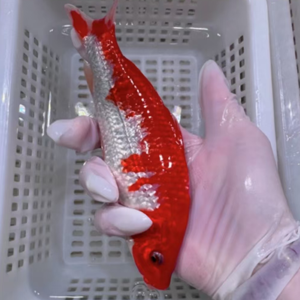 精品血统锦鲤颜色搭配9-11公分7条