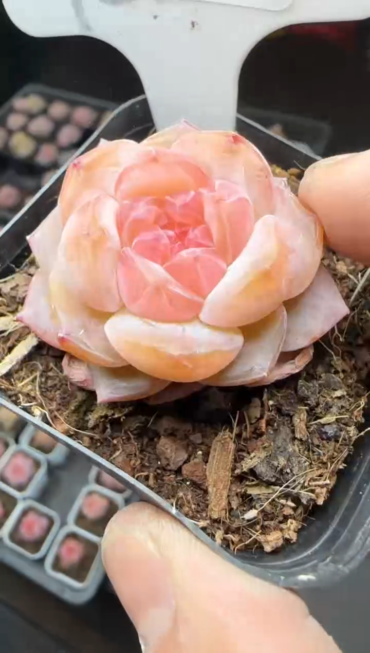 【闪购商品】一物一拍0214—228