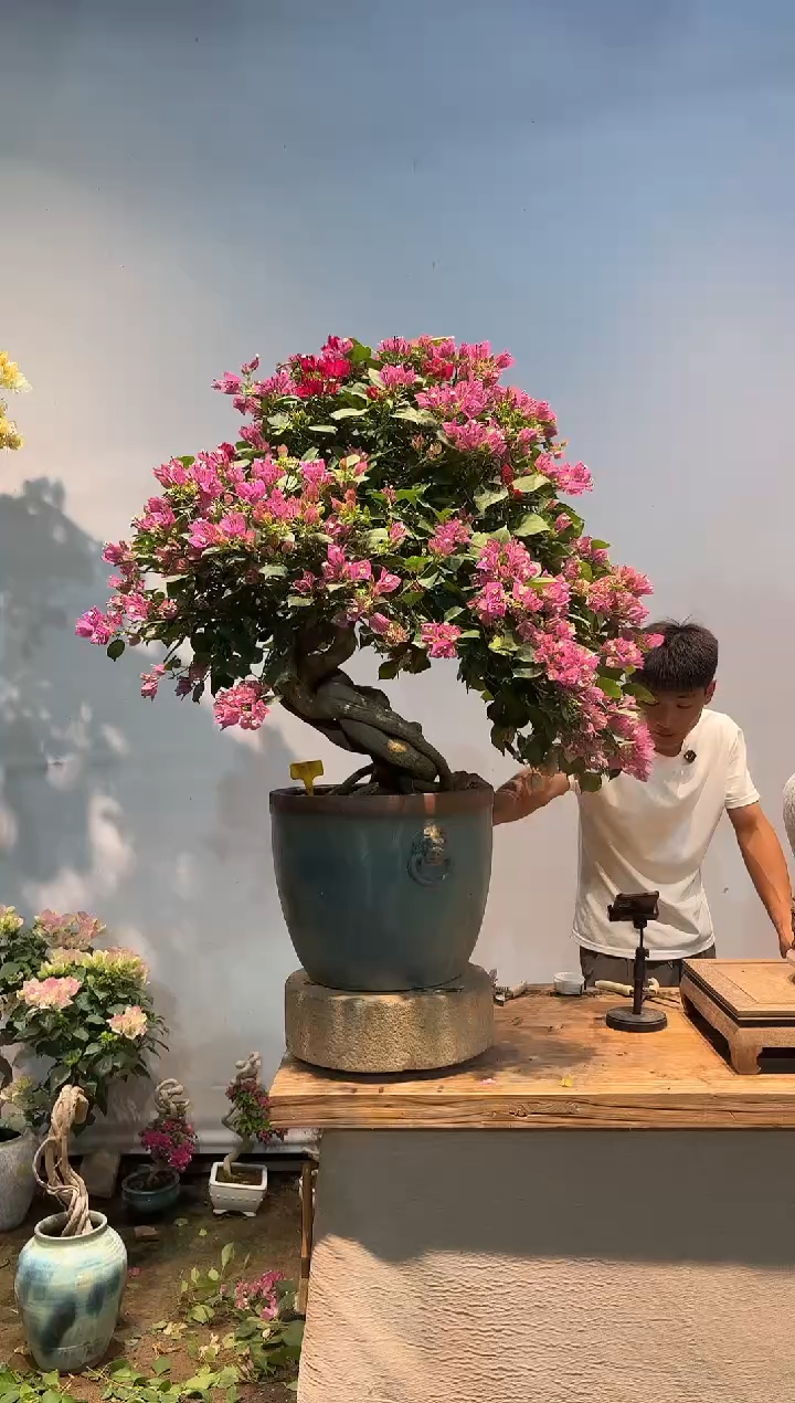 全部花朵王**²三角梅12