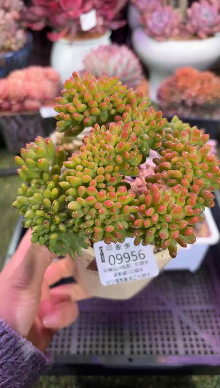 【闪购商品】09956