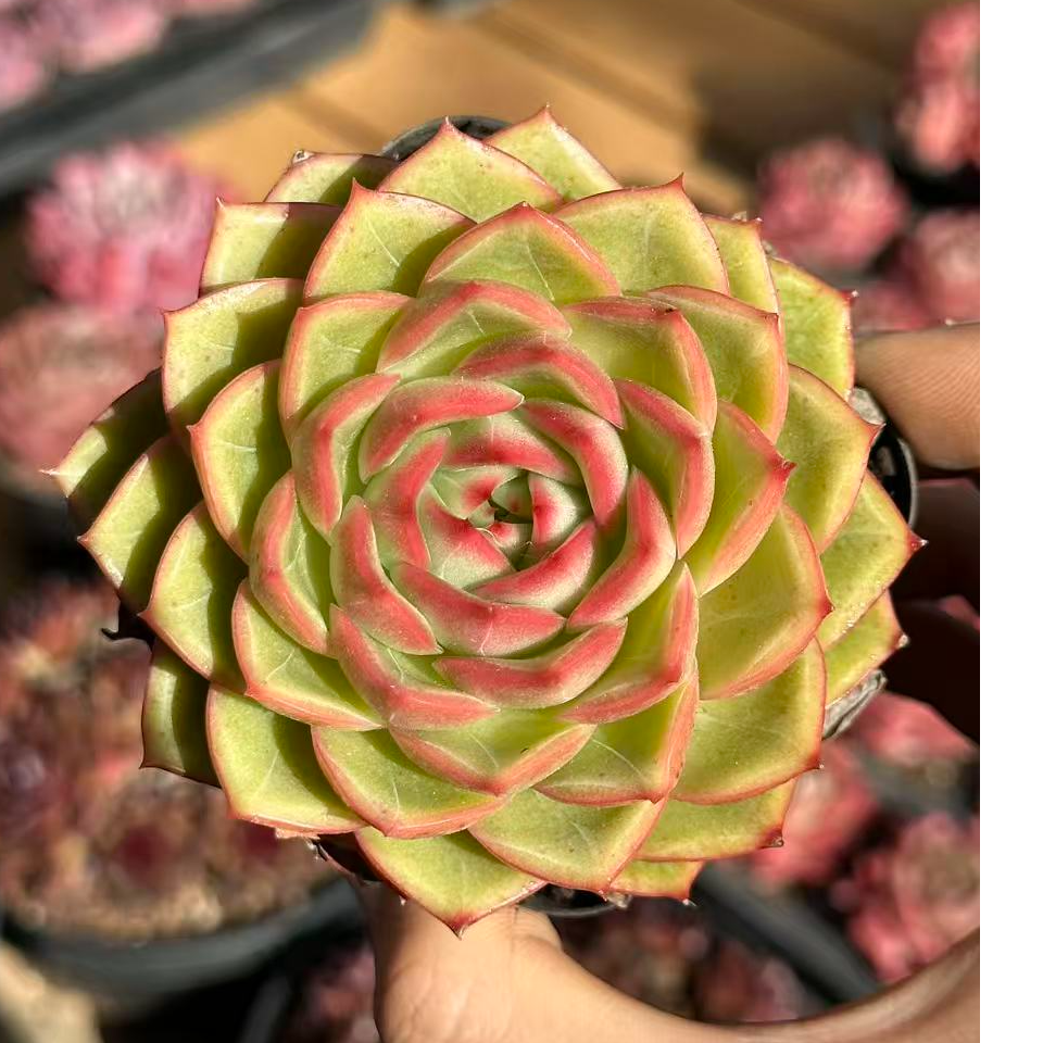 7#金龟婿  多肉植物   前男友精品多肉 sm1174