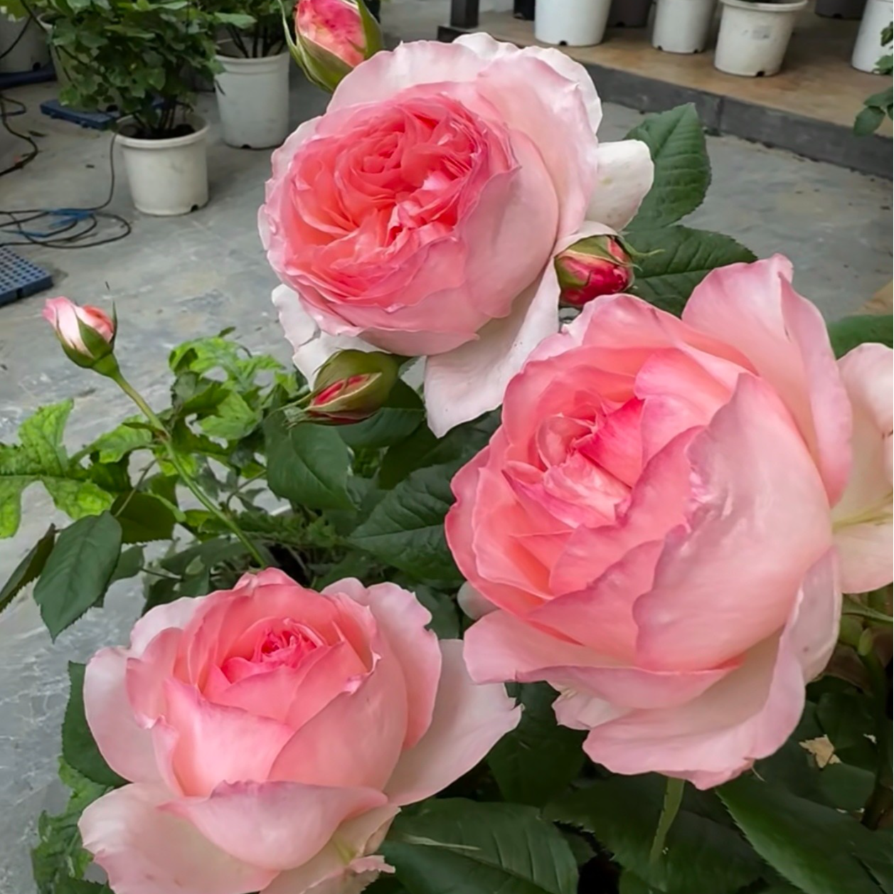 【杨玉环】三棵包邮牙签小苗月季大花浓香庭院阳台盆栽四季开花