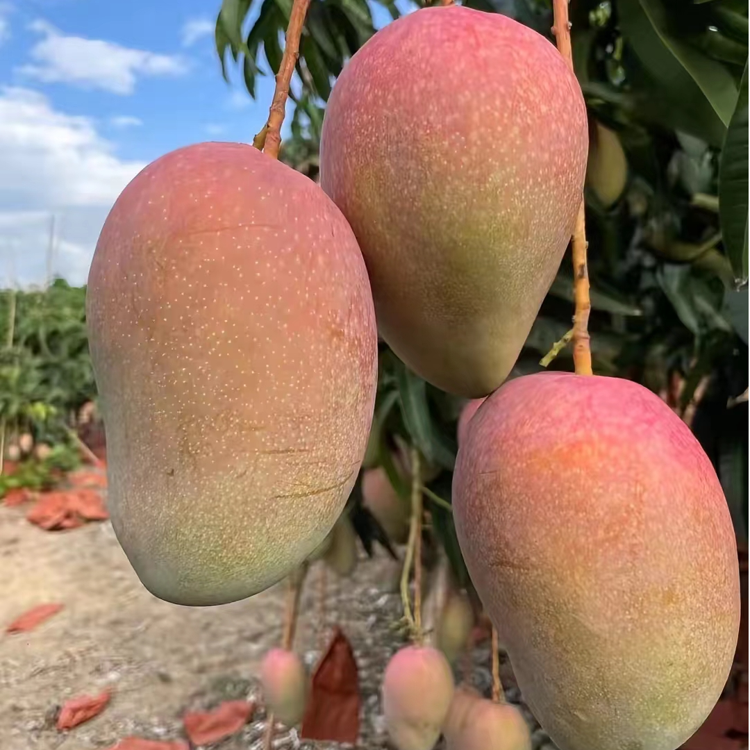 【顺丰快递】攀枝花红玉文芒果 当季新鲜现摘现发香甜多汁