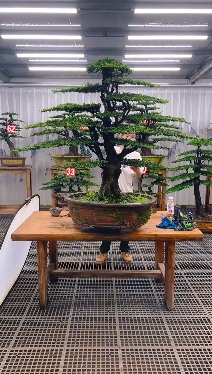 无花朵当*精品盆景直播间一物一拍