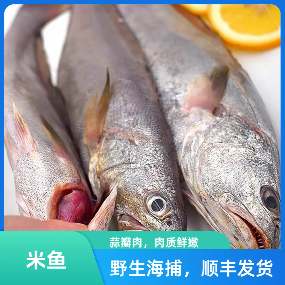 东海热气米鱼 冰鲜发货 净重4斤 顺丰包邮