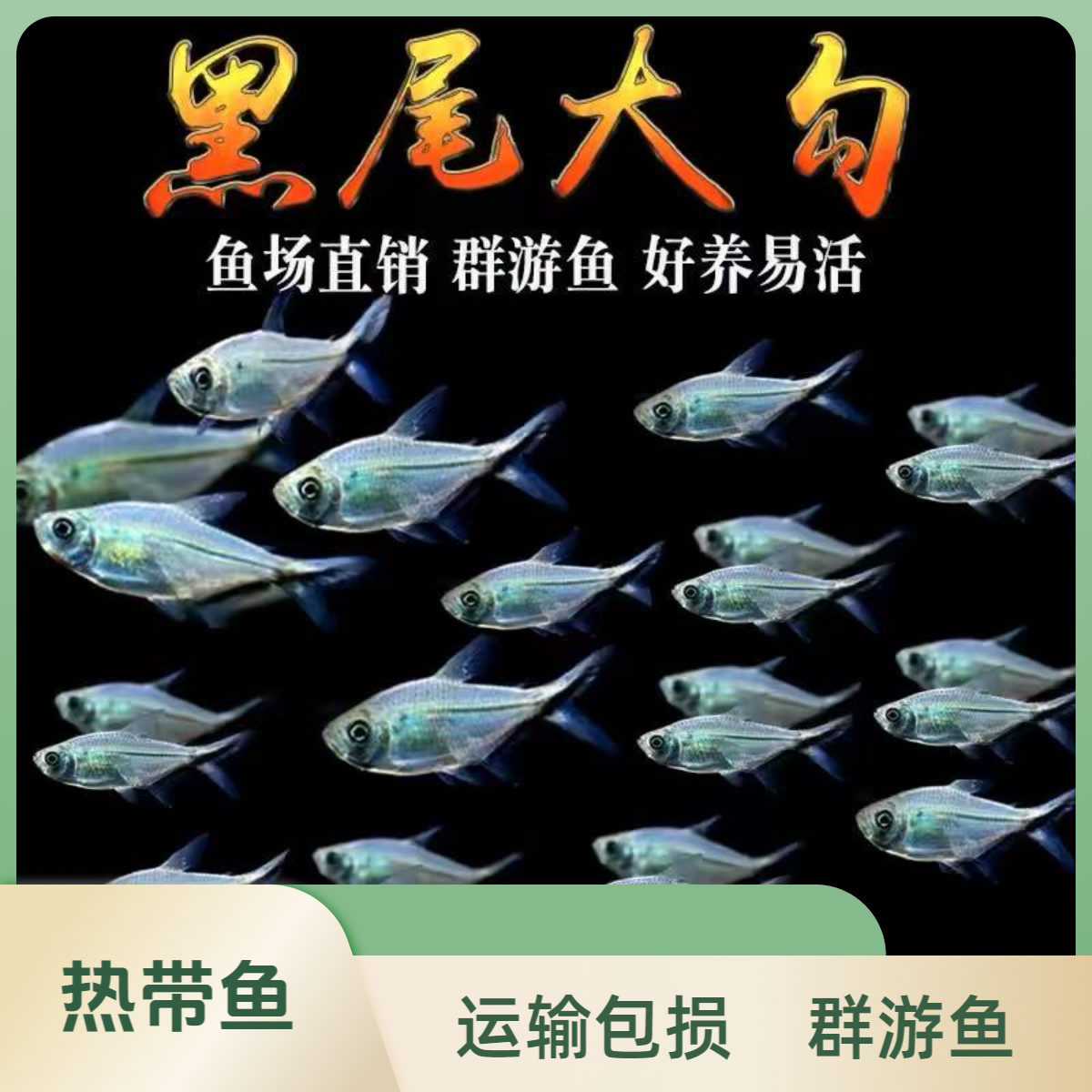 免费送鱼 10条黑尾大勾 