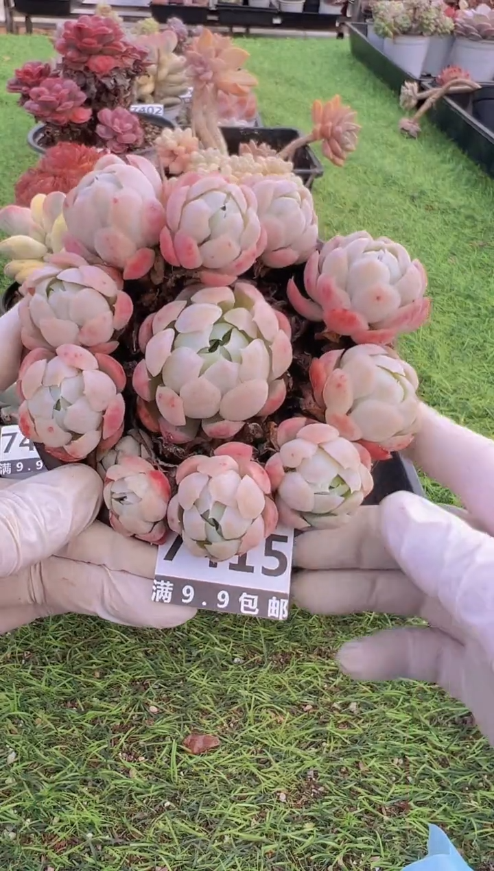 【闪购商品】信福多肉一物一拍