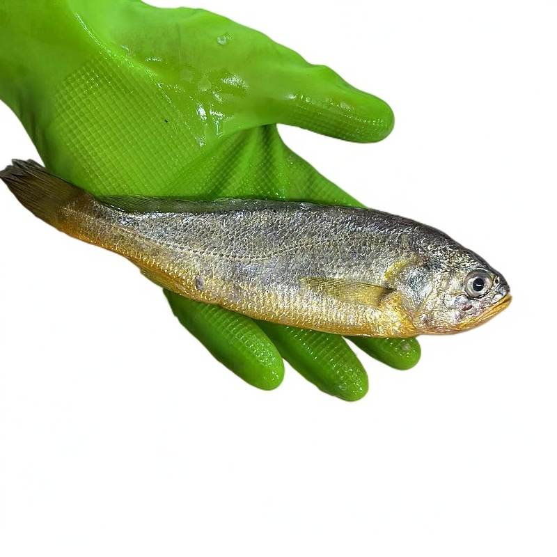 【小黄鱼】黄瓜鱼（福州发货）福建省内可拍  默认处理有损耗