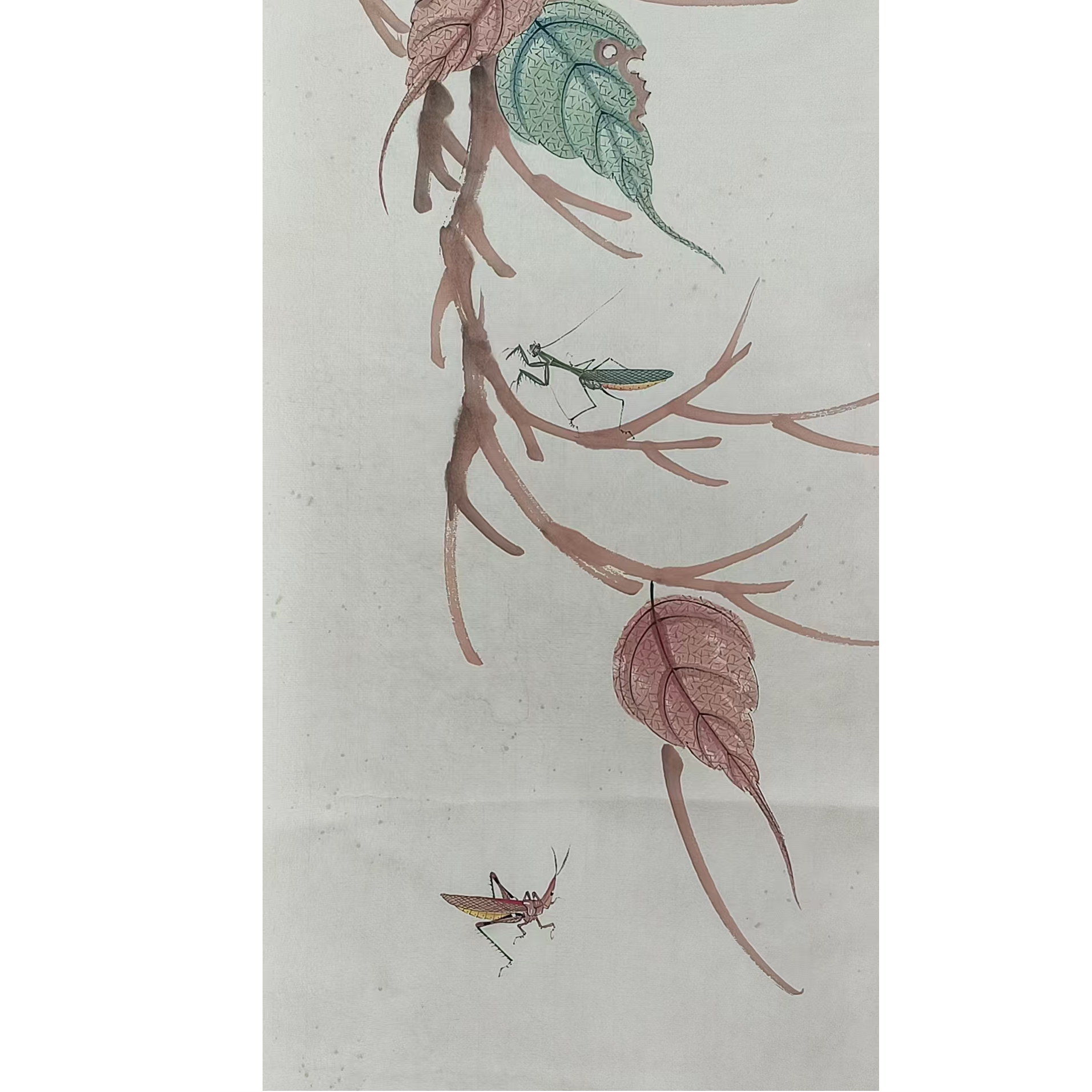 齐老款贝叶草虫100*40