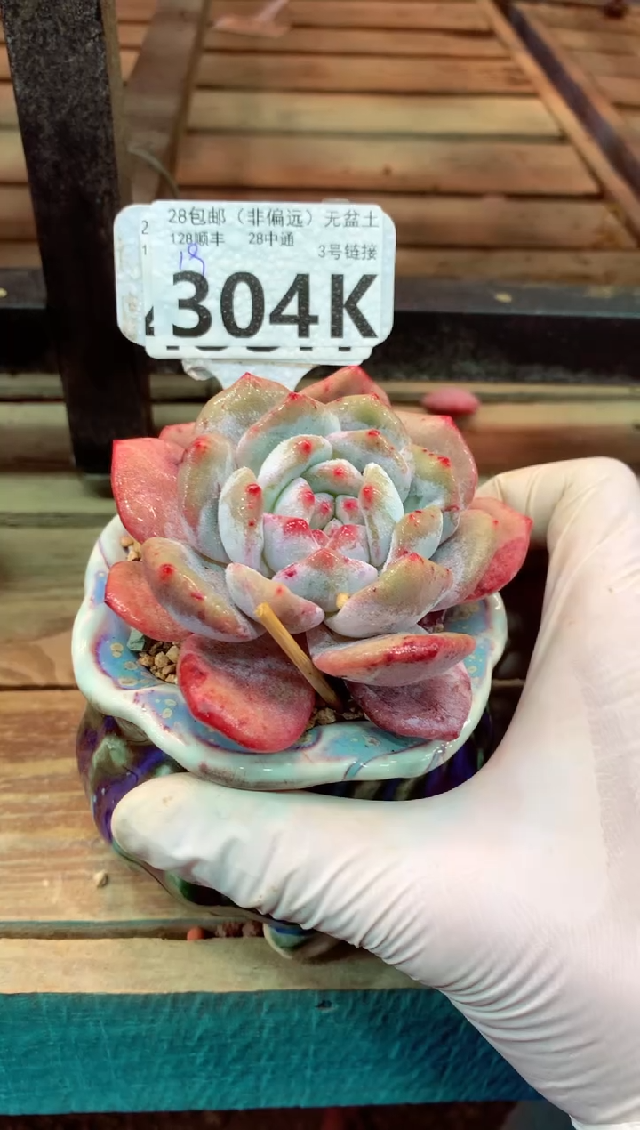 304K（一物一拍，精品多肉，所见即所得 ）