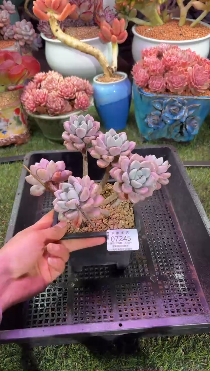 【闪购商品】07245