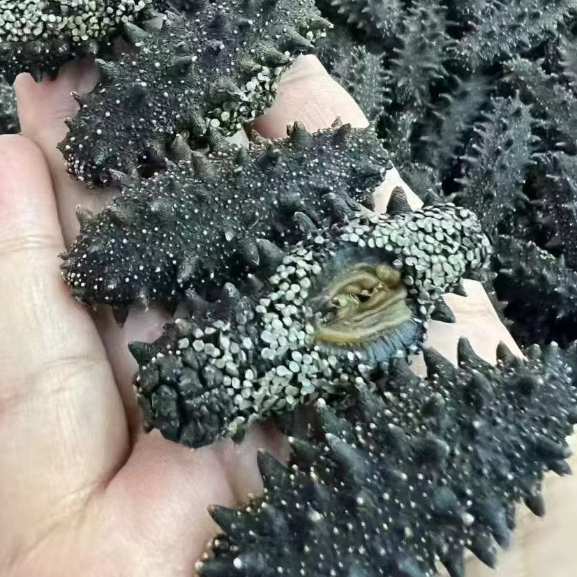 辽参大连瓦房店海区底播国标纯淡干滋补养生海参顺丰包邮