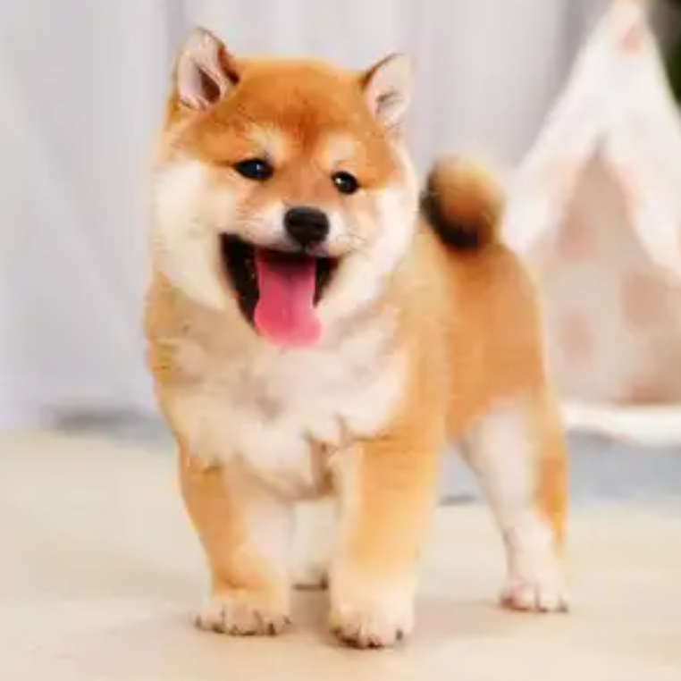 【小韩萌宠】柴犬活体专属链接