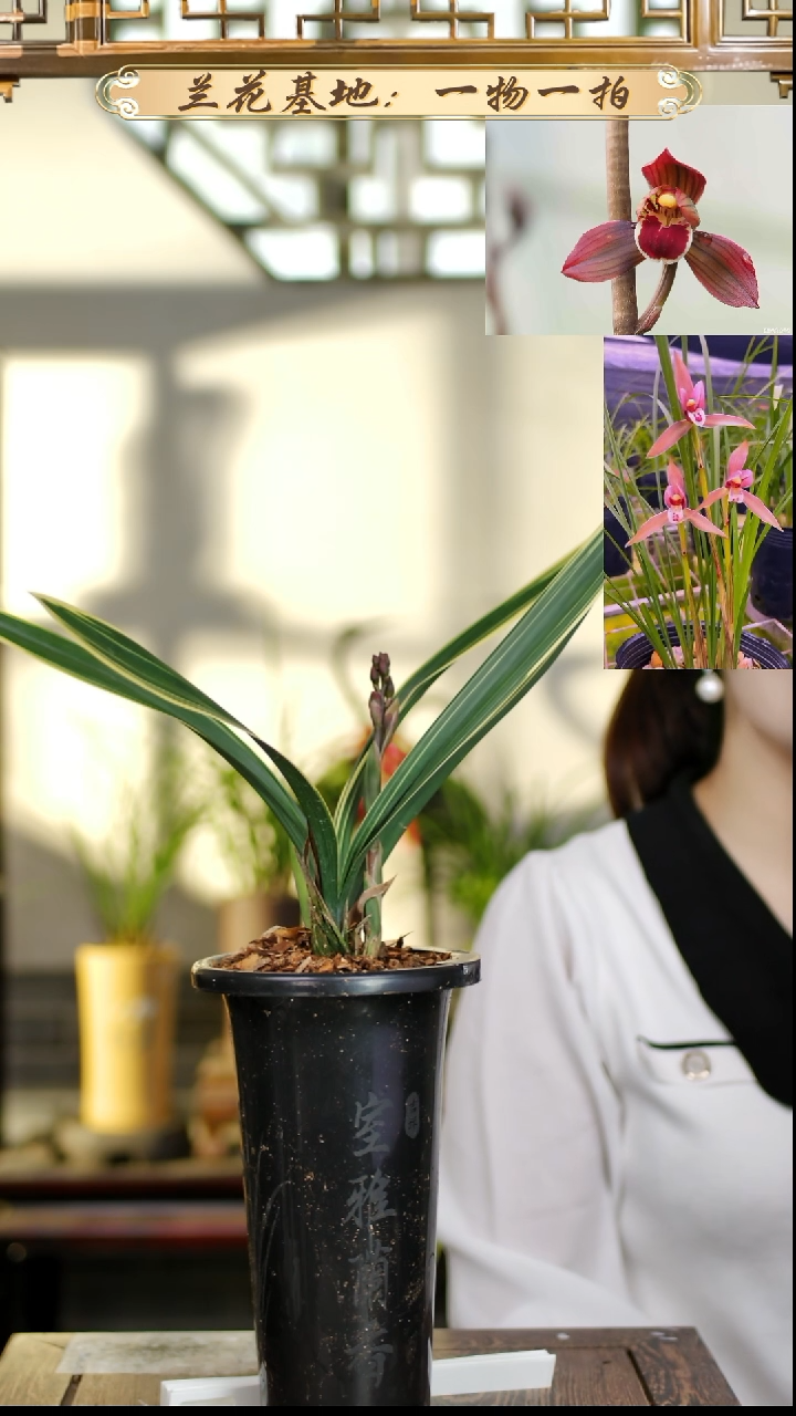 完全开放墨兰红神荷