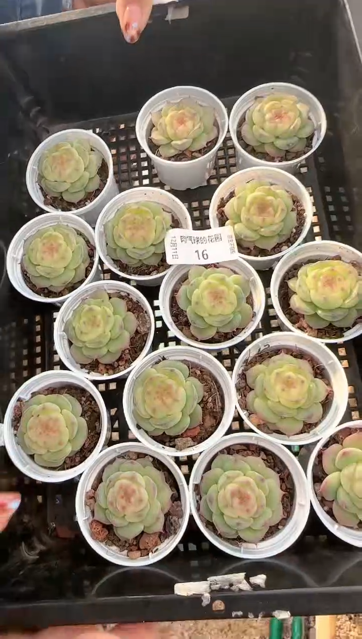 1211-16海王心多肉量拍任意发其中一颗群生不包整