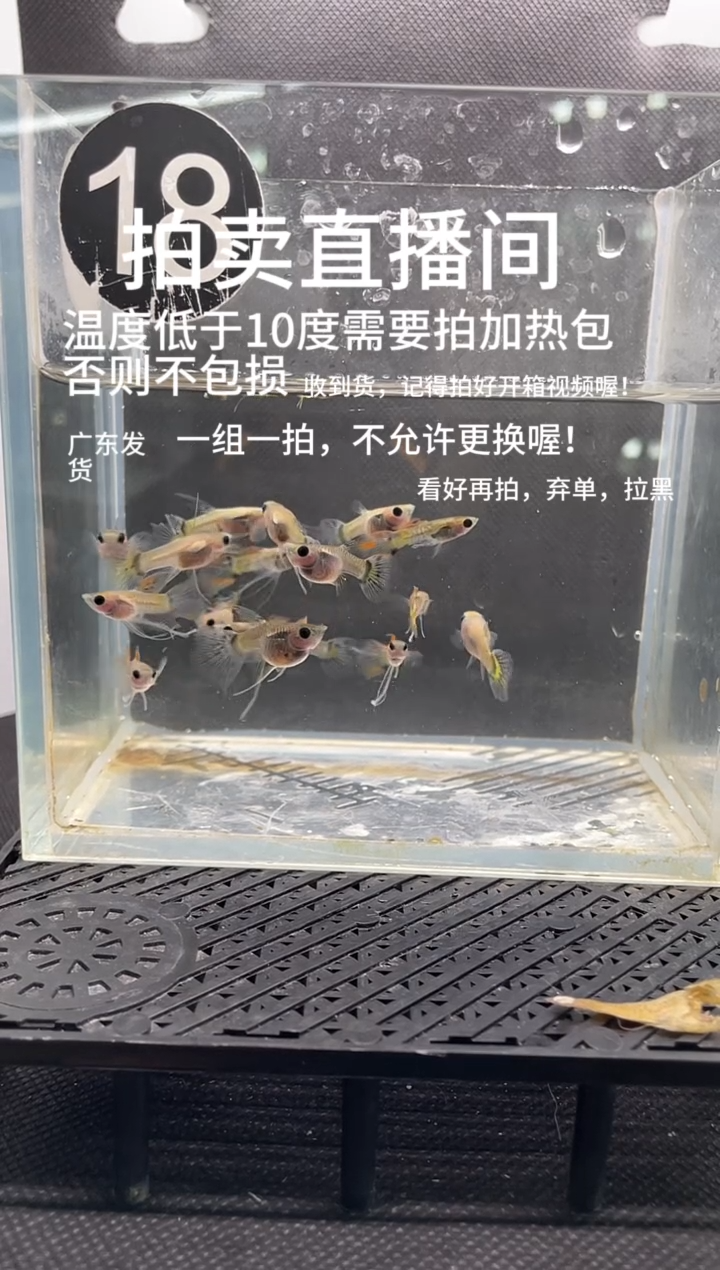 孔雀鱼串串练手  十七条   编号  18