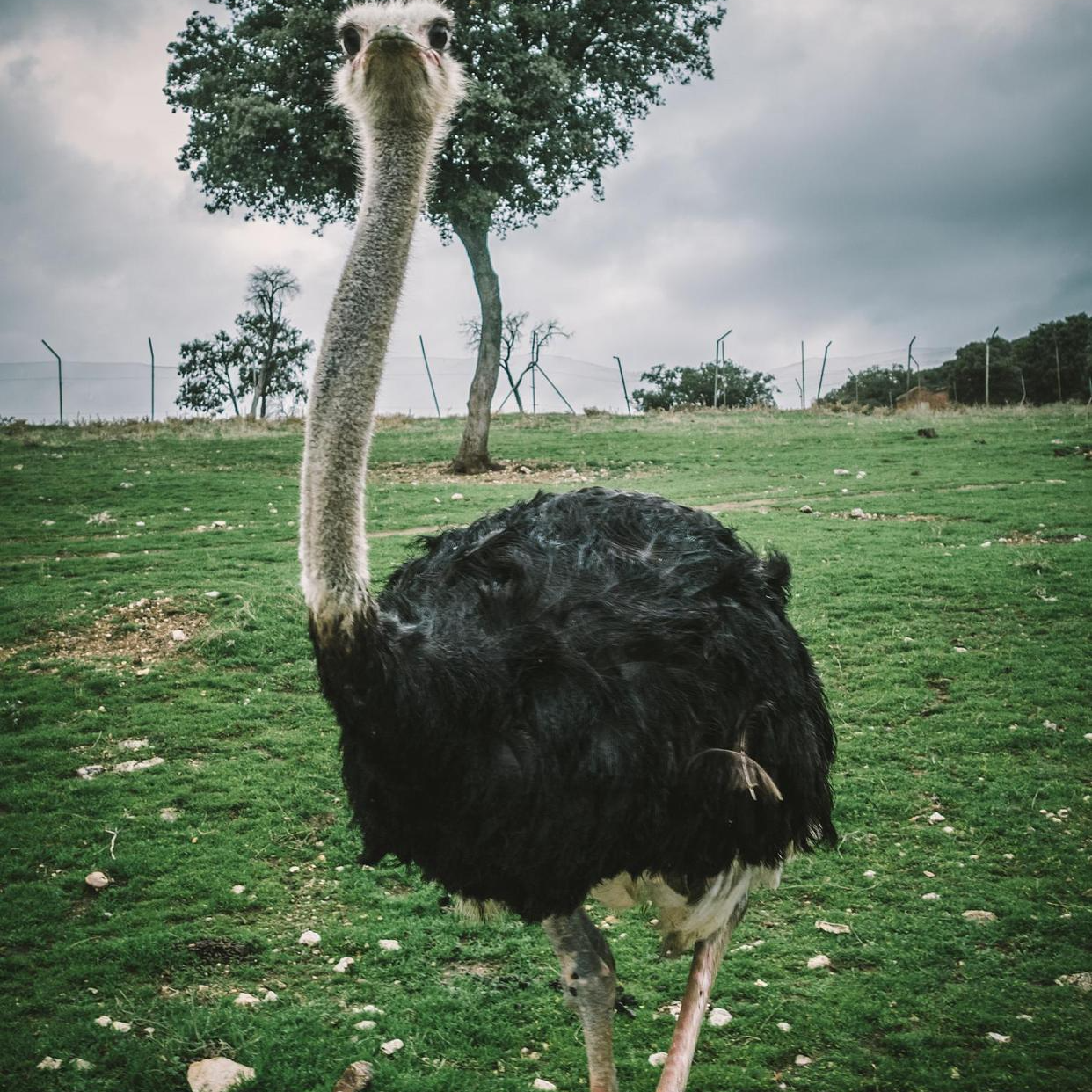 一级健康 疫苗齐全宠物文鸟  包邮