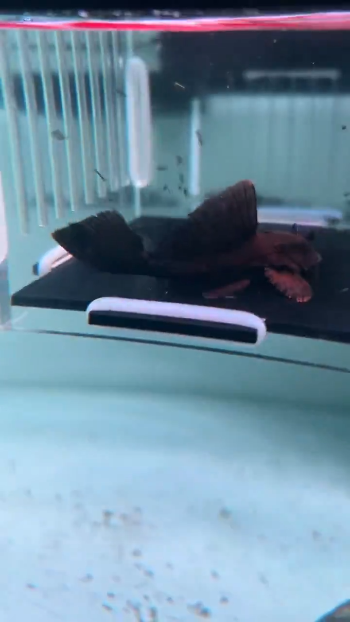 清道夫鱼17-033 微瑕疵鳄鱼1条 尺寸6+厘米