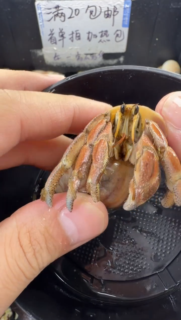 彩灰一只，不包全品