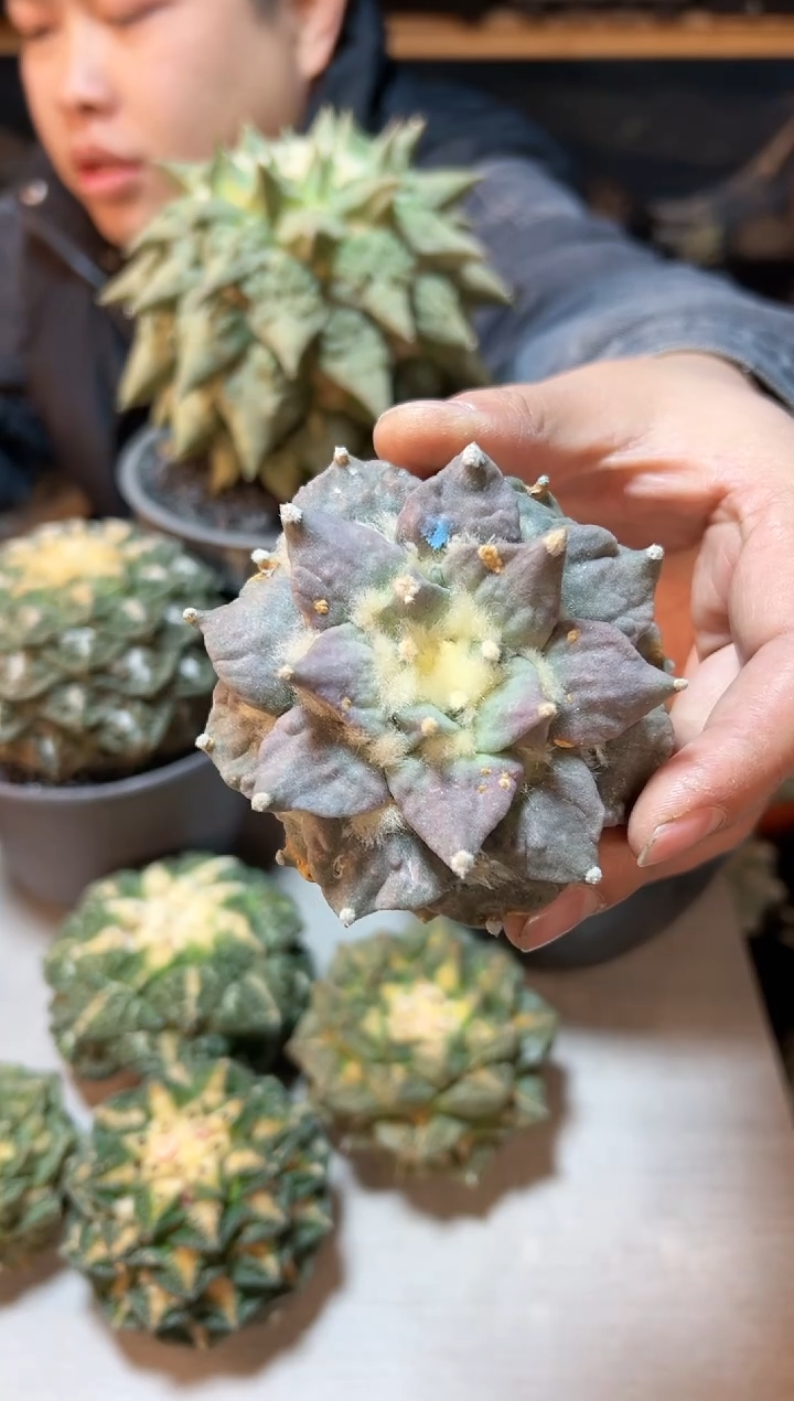 【闪购商品】晚13号苗接紫肌牡丹8公分