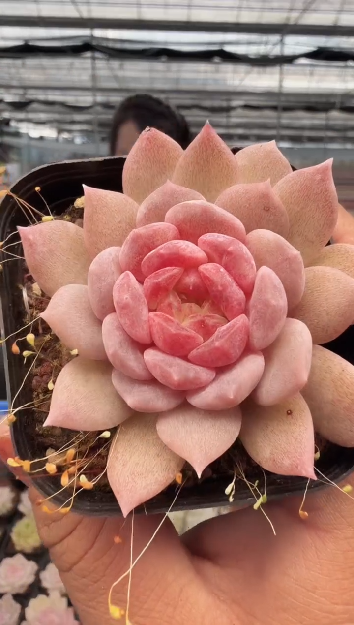 东云多肉园新款-100