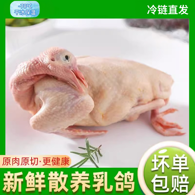 乳鸽生鲜新鲜炖汤滋补煲汤鸽子肉农家散养鲜炖土鸽子鲜活宰杀发货