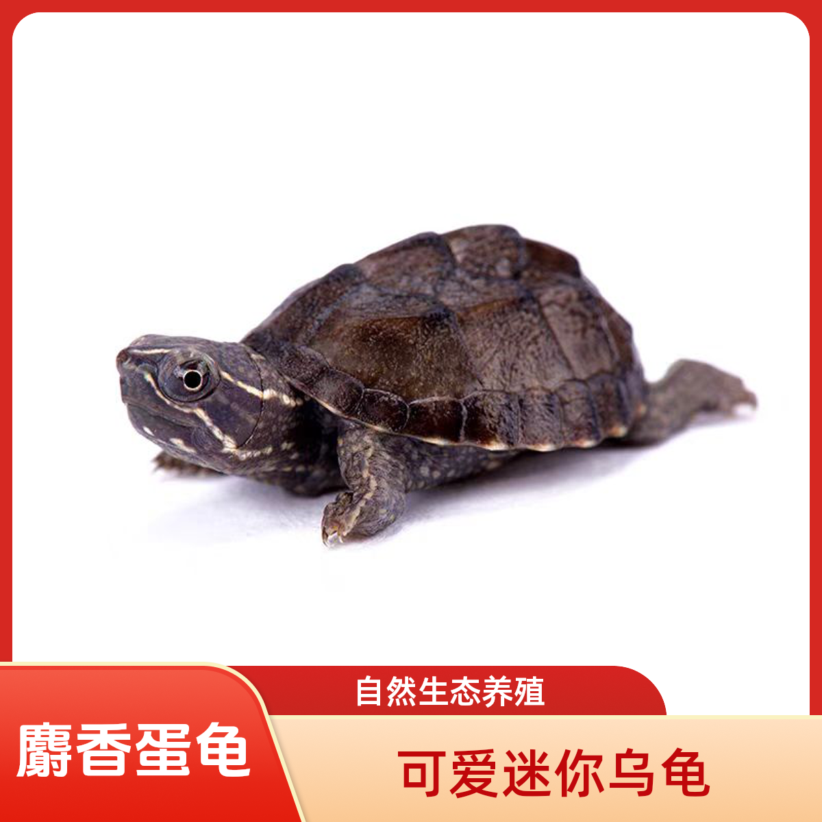麝香蛋龟剃刀头盔果核蛋龟深水龟臭蛋龟迷你图片仅供参考