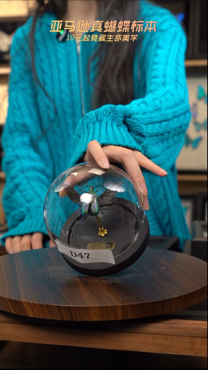 细纹罗昆虫标本摆件竞拍d47