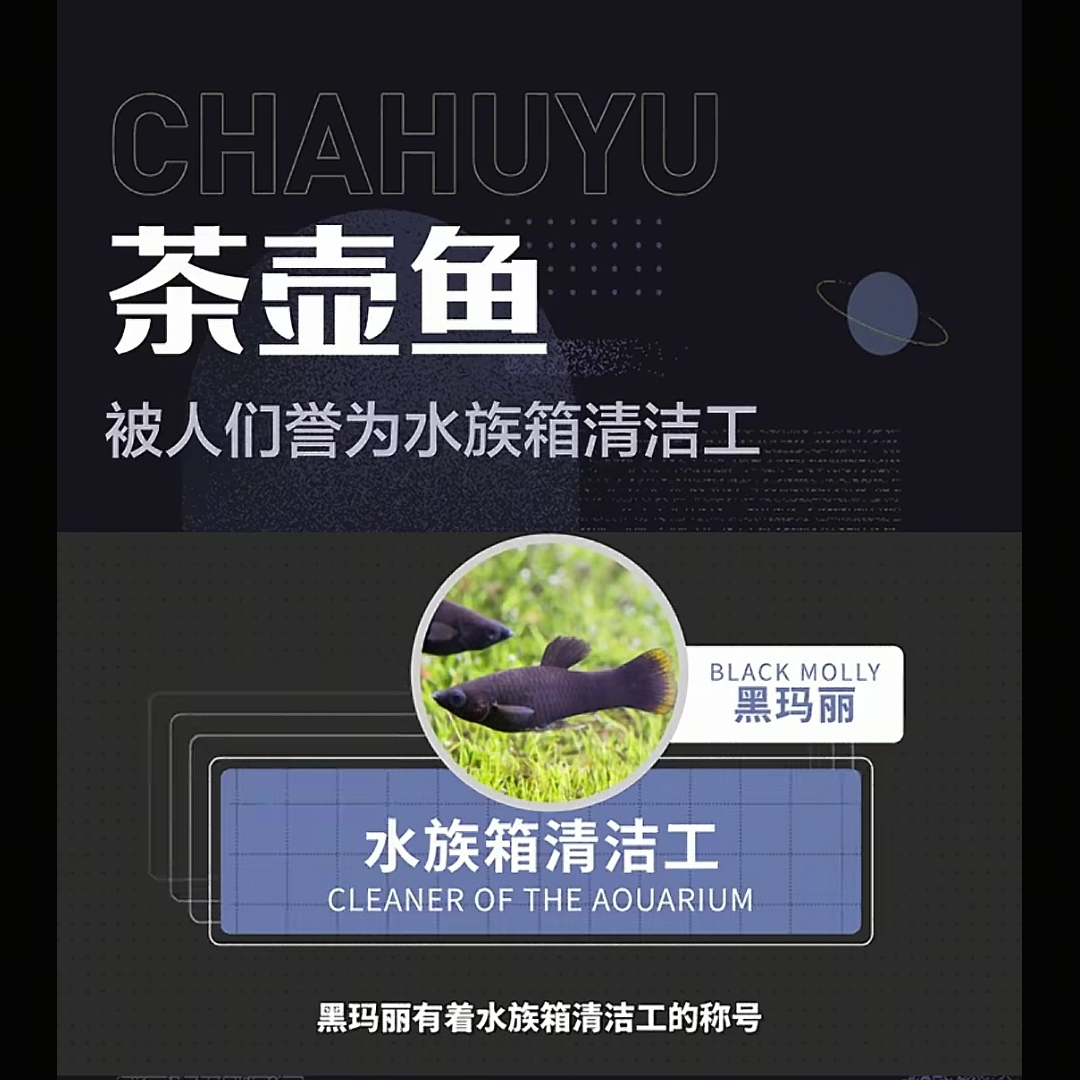 黑玛丽  小型热带鱼  水族箱清洁工 除油膜小能手 好养好繁殖
