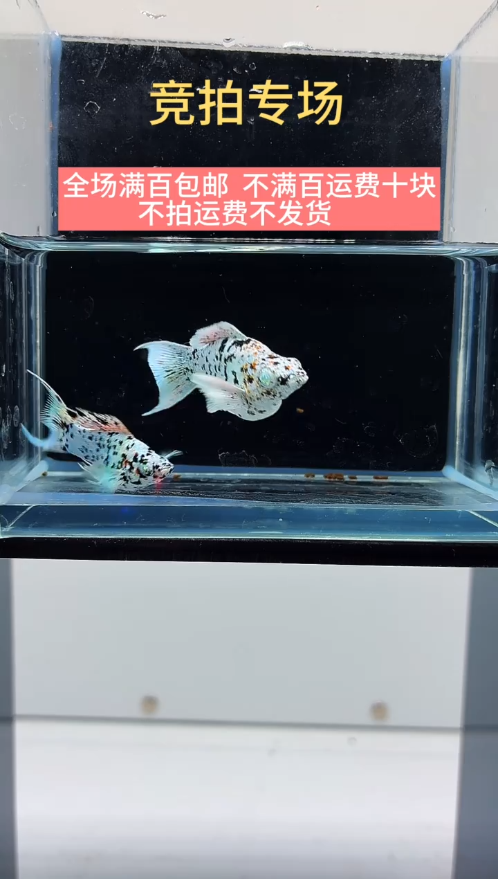 孔雀鱼三色牛玛丽一对-40