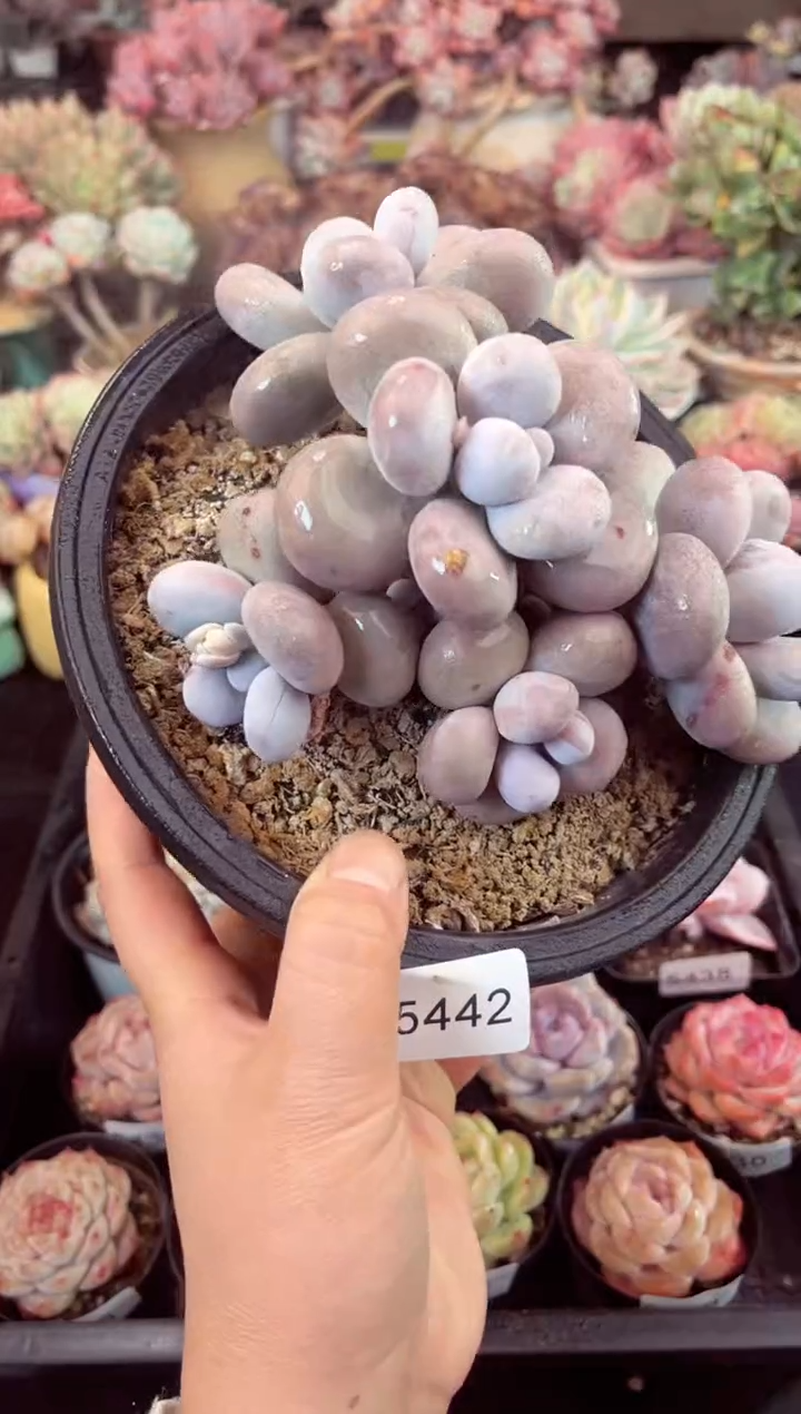 【闪购商品】5442群生奶酪多肉