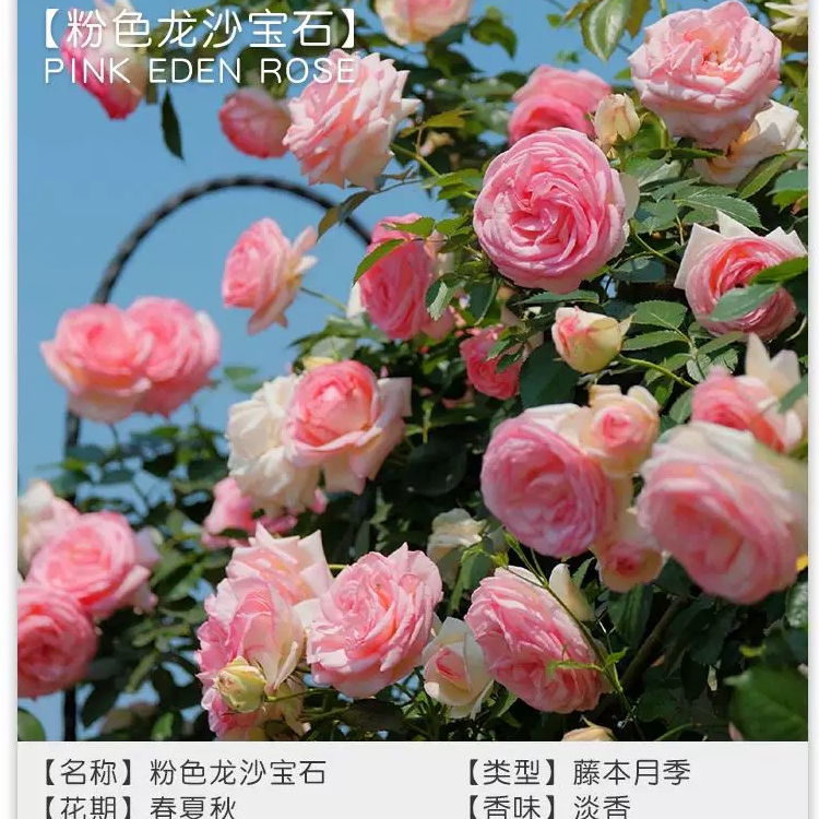 粉色龙沙宝石 藤本月季花苗 大花浓香阳台庭院地栽盆栽多爬墙花卉