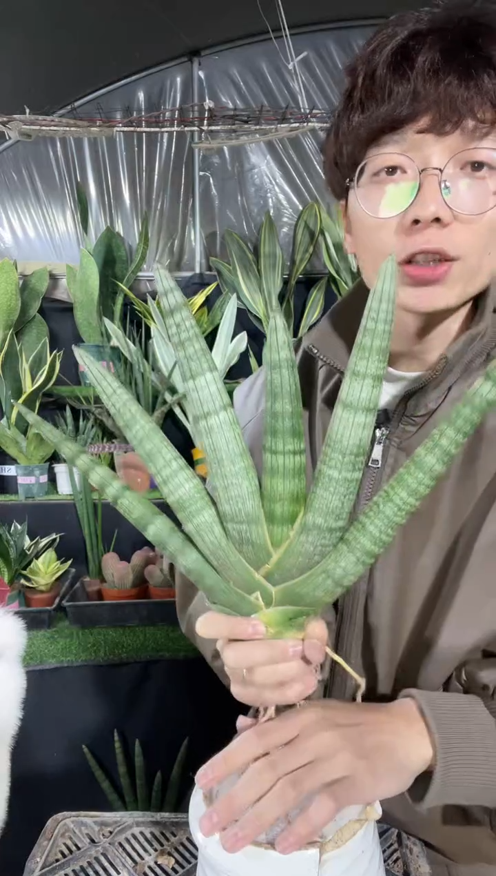 【闪购商品】佛手兰5叶起裸根12.8