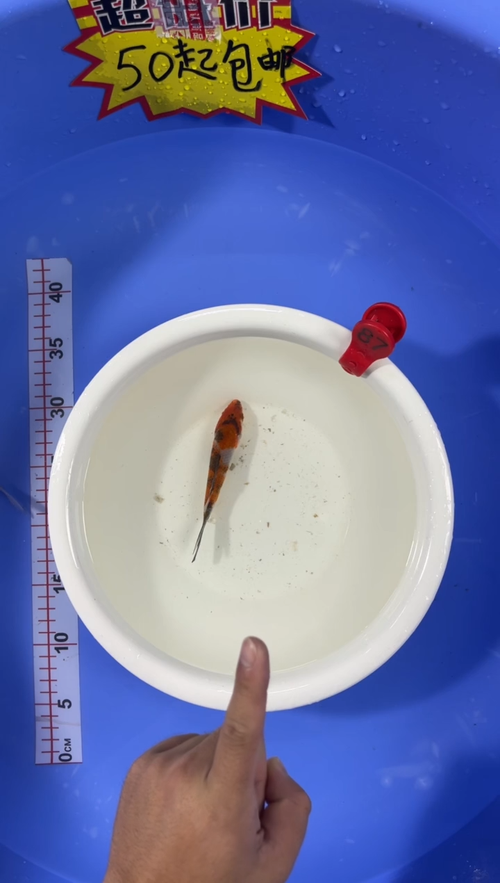 锦鲤活体二号链接