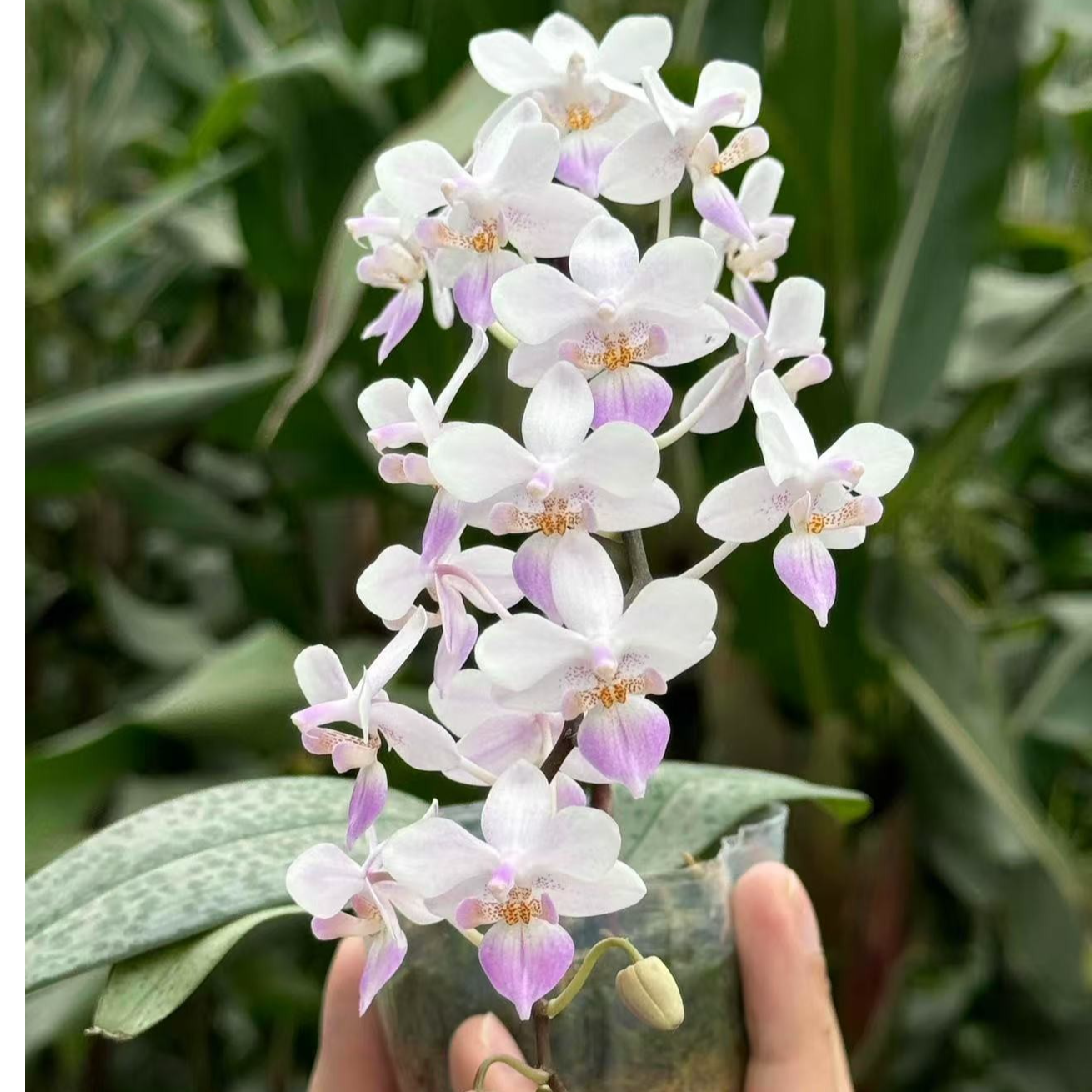 樱花雨原生种趣味蝴蝶兰【锦尚兰业】