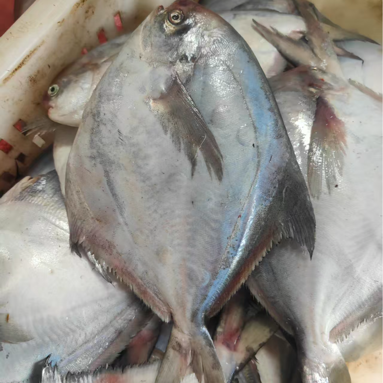 银鲳鱼  荣成本地新鲜捕捞   冷冻发货