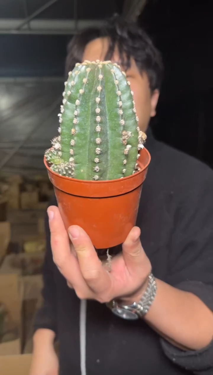 大单头 无刺 黑金刚【带根】