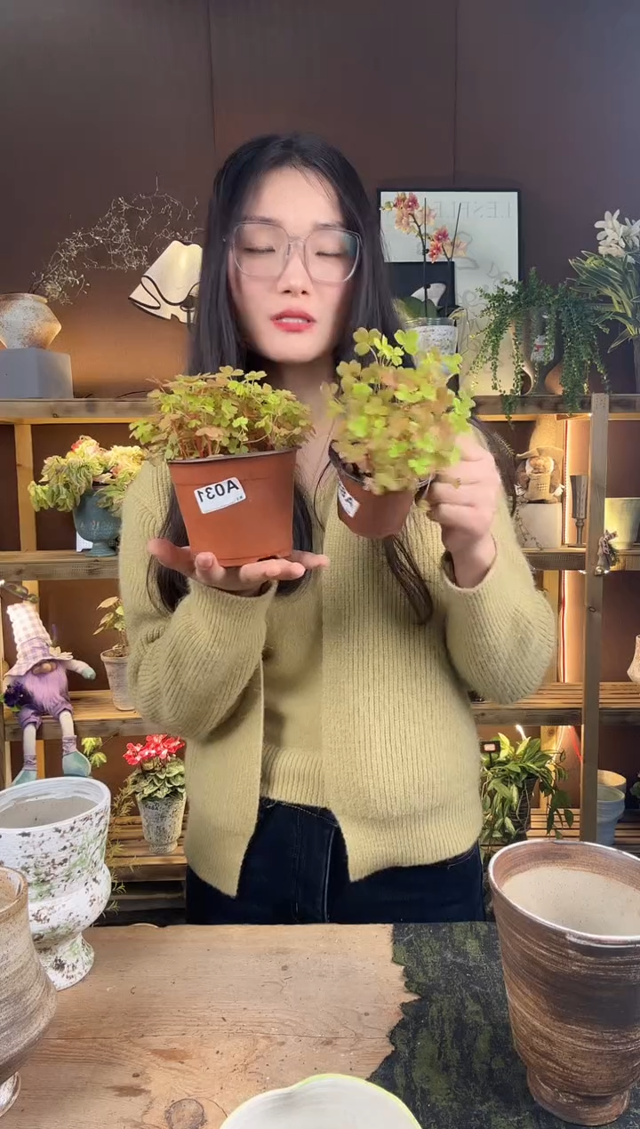 以实际为准031熔岩醋酱草育苗盆