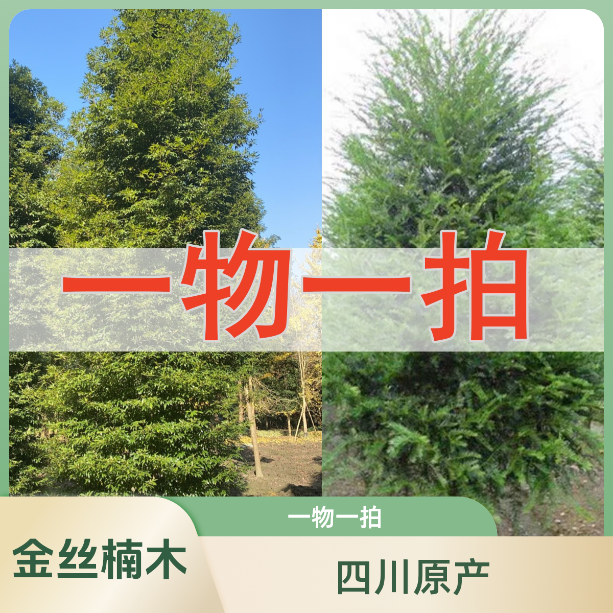 四川金丝楠木树老桩一物一拍