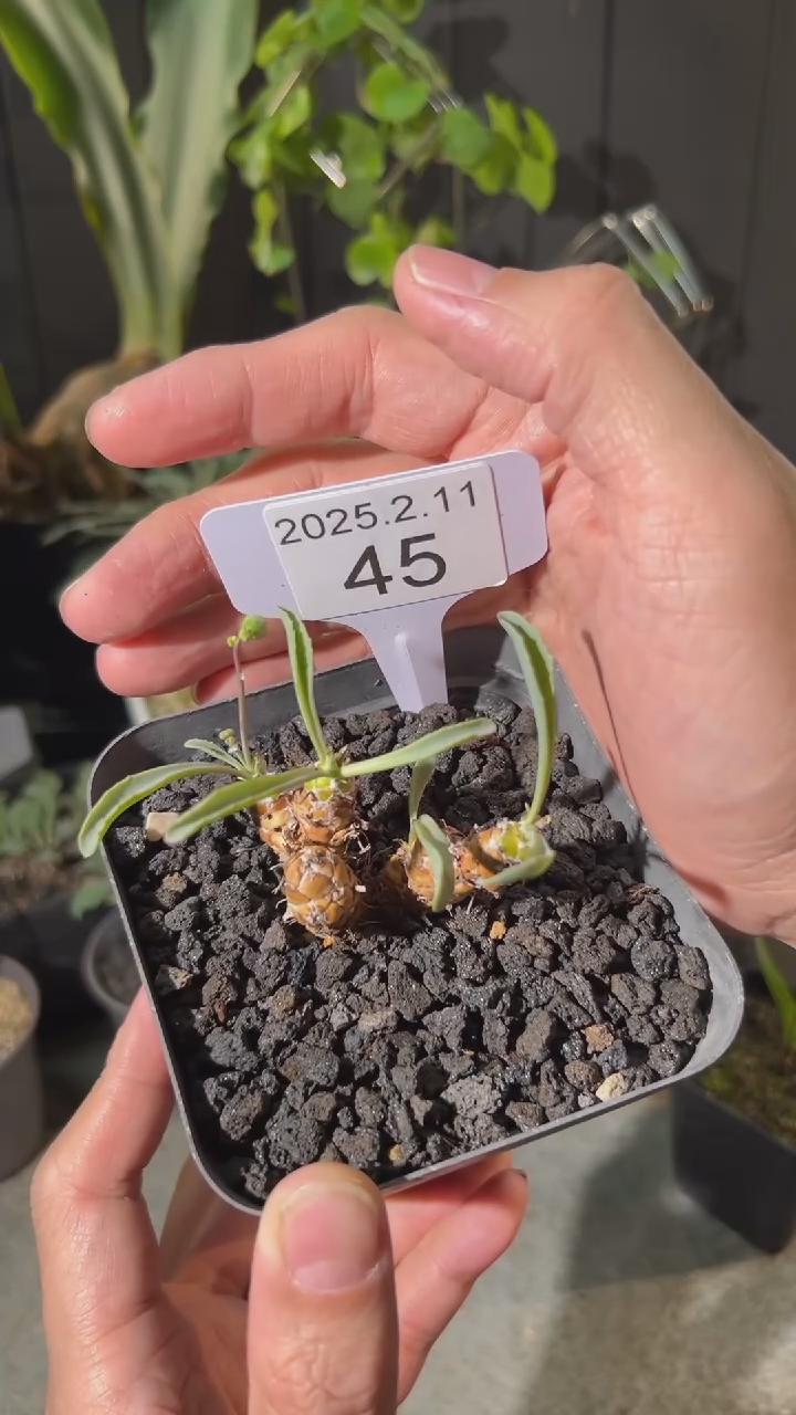 【闪购商品】苏铁厚墩菊2.11.45