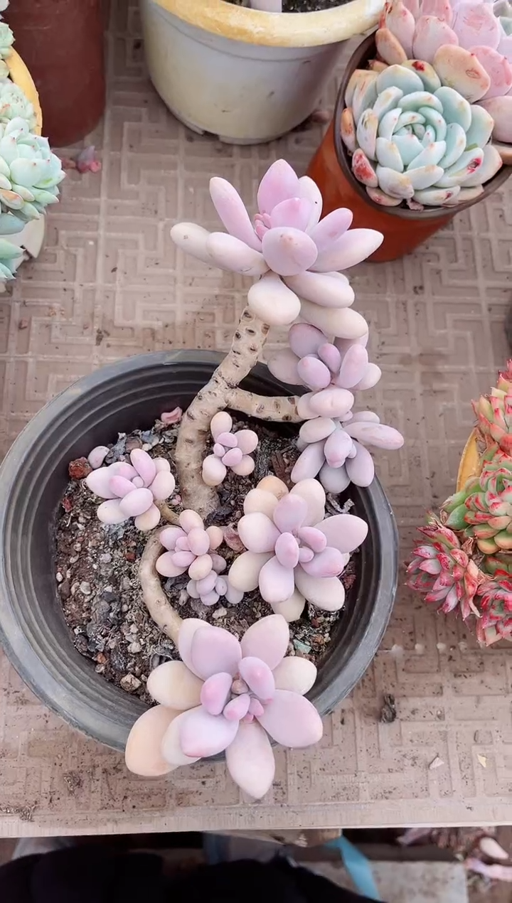 【闪购商品】03696