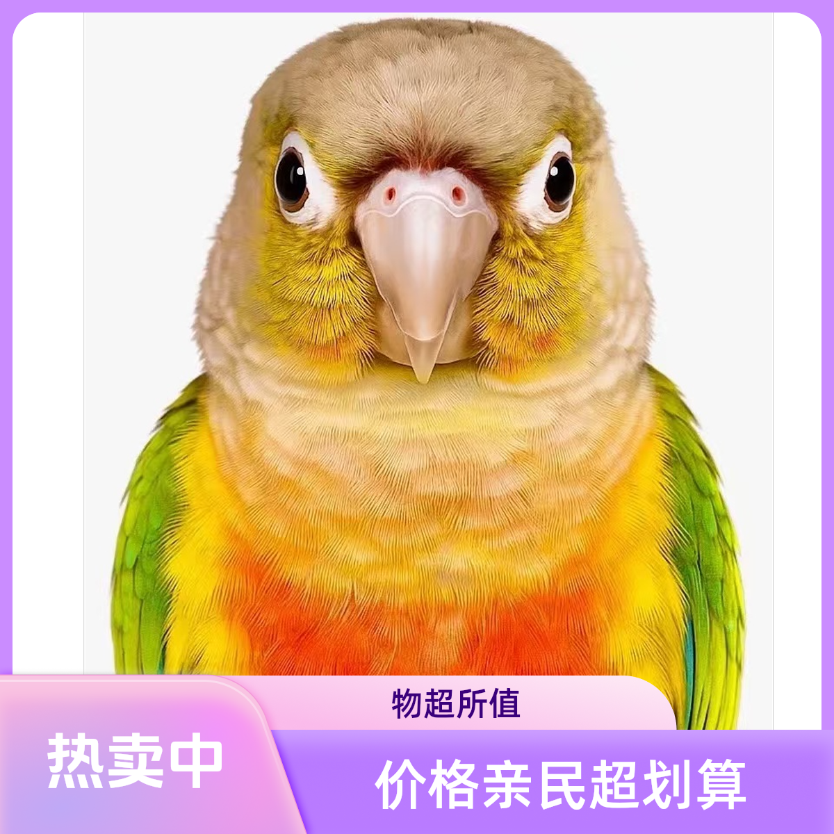 活体宠物鹦鹉一物一拍