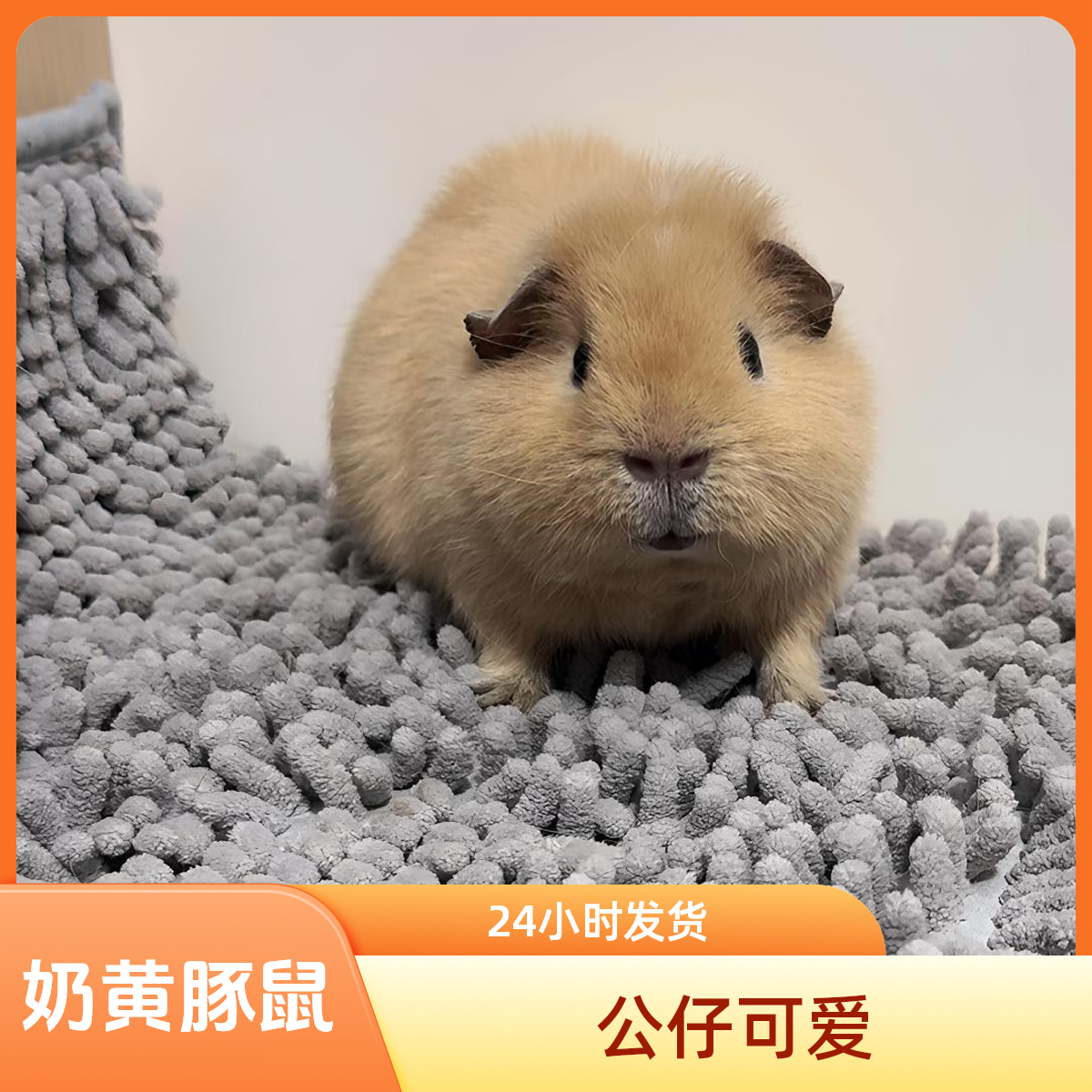 奶黄美泰荷兰猪豚鼠弟弟